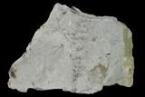 Pennsylvanian Fossil Horsetail (Asterophyllites) Plate - Kentucky #158713-1